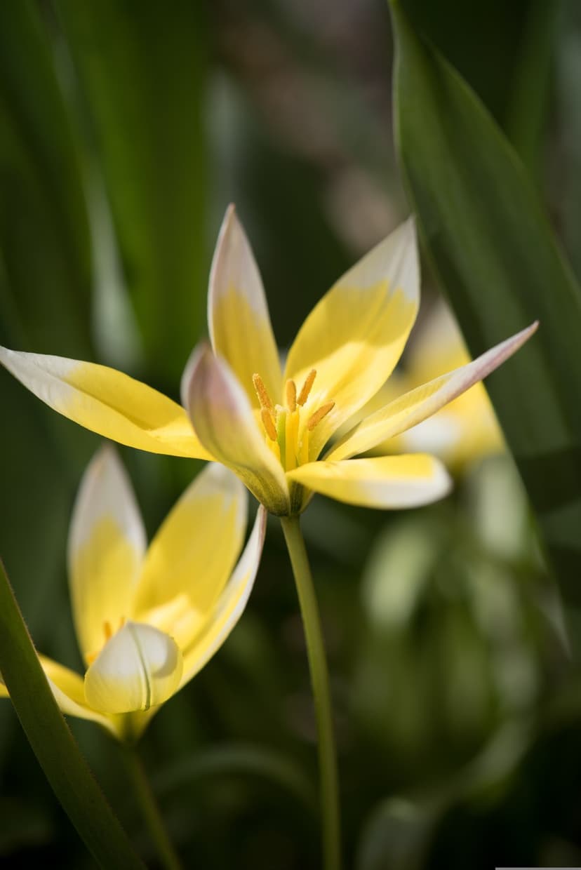 Yellow star tulips with white tips and orange stamens glow against a blurred green foliage background in sunlight.