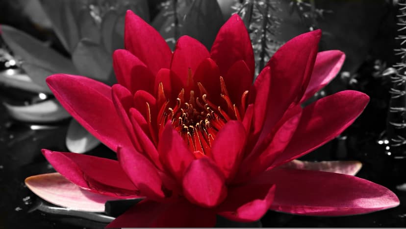 Crimson water lily with open petals blooming in a black and white pond featuring soft ripples and dark water.