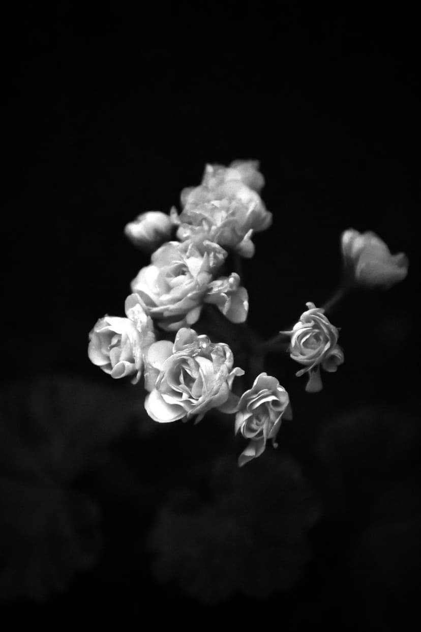 Clustered rose petals with intricate textures and soft lighting set against a stark black vertical background.