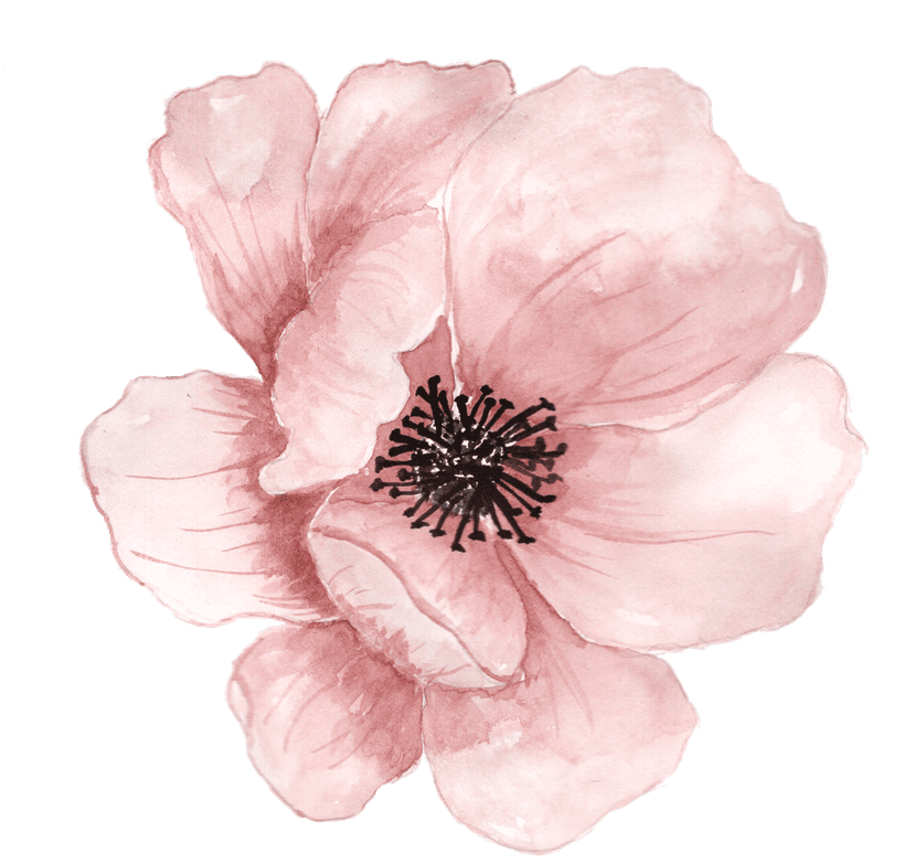 Pink watercolor flowers feature soft layered petals and delicate hand-painted textures against a clear backdrop.