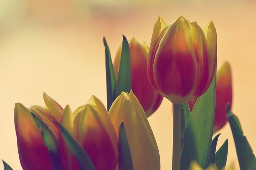 Crimson and gold tulip petals in a macro close-up view against a soft-focus warm sunlit garden background.