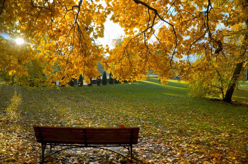 Wooden park bench on a bed of yellow fallen leaves under a dense canopy of vibrant autumn maple foliage in sunlight.