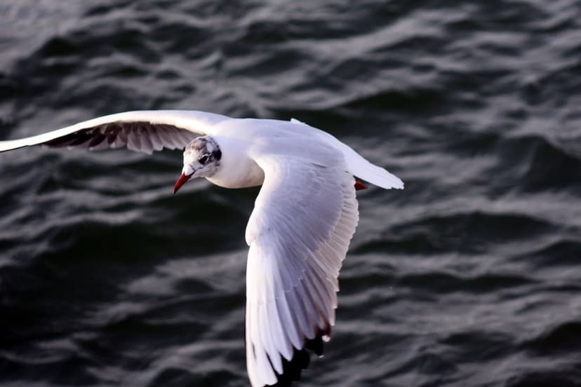 White seagull with a red beak soaring over dark rippling water during a high-speed flight across the ocean.