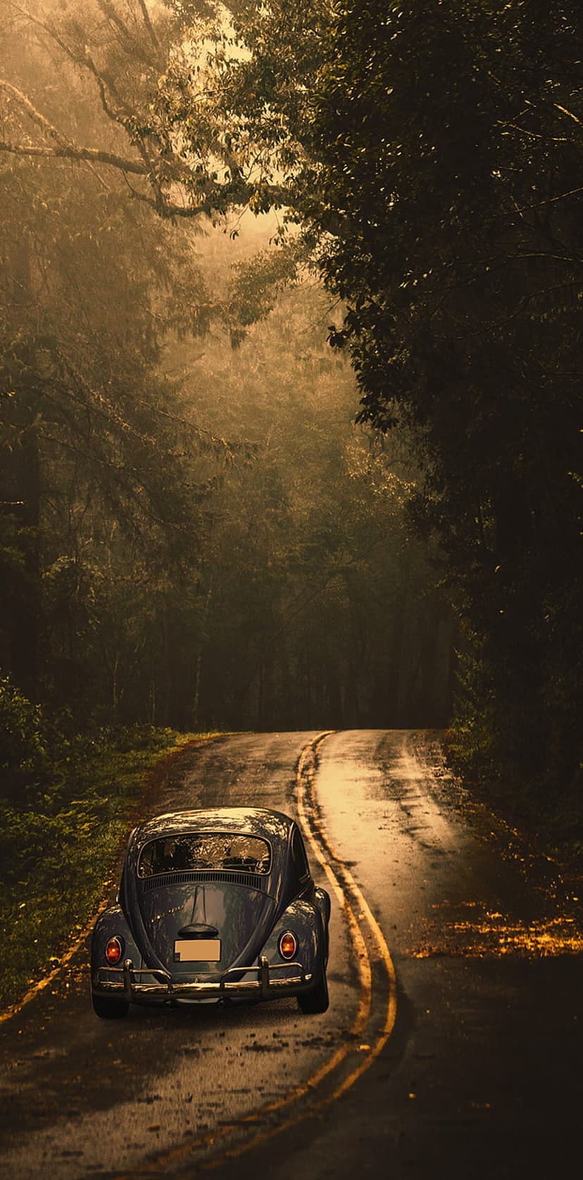 Blue Volkswagen Beetle drives on a wet winding road through a dense foggy forest with sunlight filtering through.
