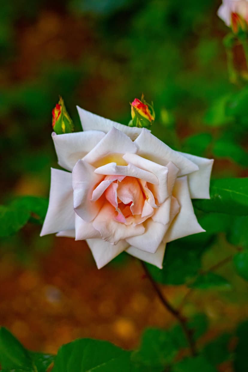 White rose with blush pink accents and green buds in a soft focus garden, serving as a vertical phone background.