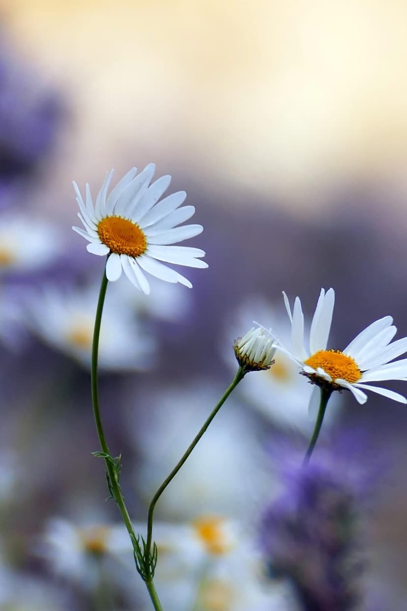 White daisies with orange centers grow against a soft-focus background of lavender and yellow light in a garden.