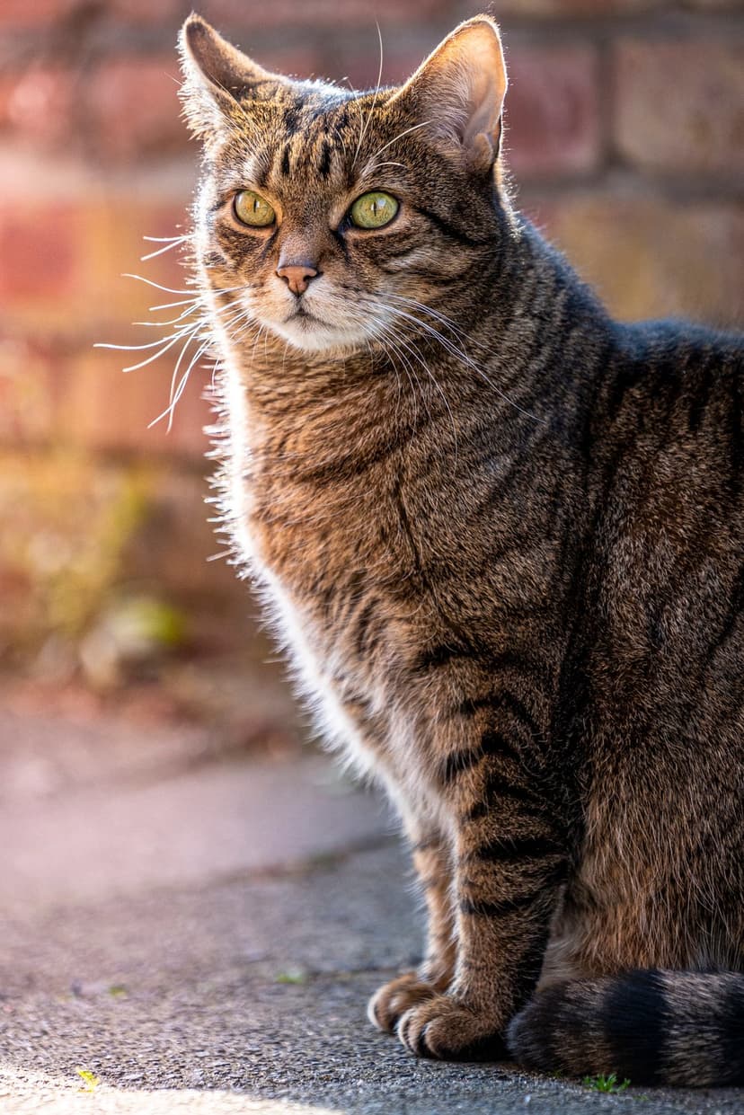 Tabby cat with bright green eyes sits in golden sunlight against a blurred brick wall and paved ground.