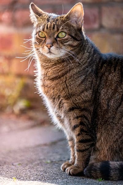 Golden Hour Tabby Cat Portrait for Mobile Screen Backdrop