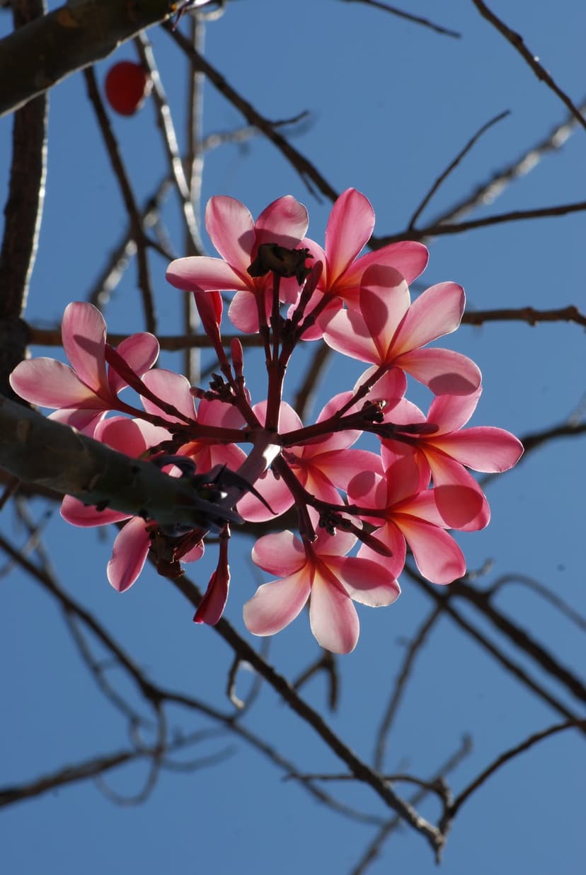 Pink plumeria flowers on wooden branches against a clear blue sky with bright sunlight illuminating the petals.