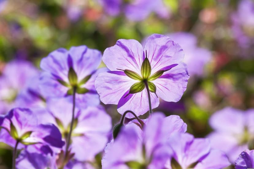 Purple geranium flowers with translucent sunlit petals show intricate veins against a blurred green garden background.