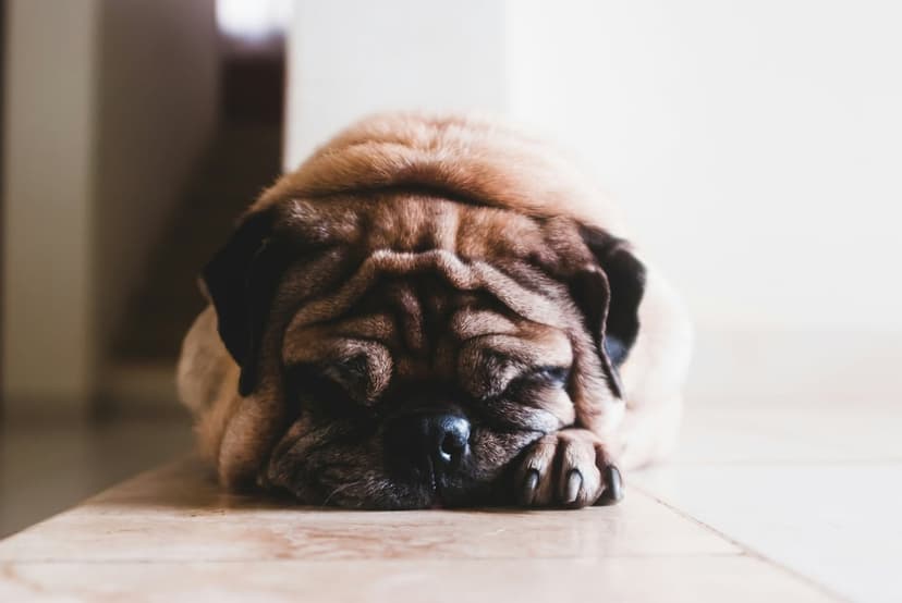 Fawn pug dog sleeping with its head on its paws, showing detailed facial wrinkles and soft tan fur in close-up.