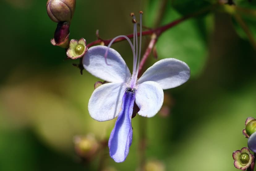 Blue butterfly bush flower with a purple lower petal and delicate stamens against a blurred green background.