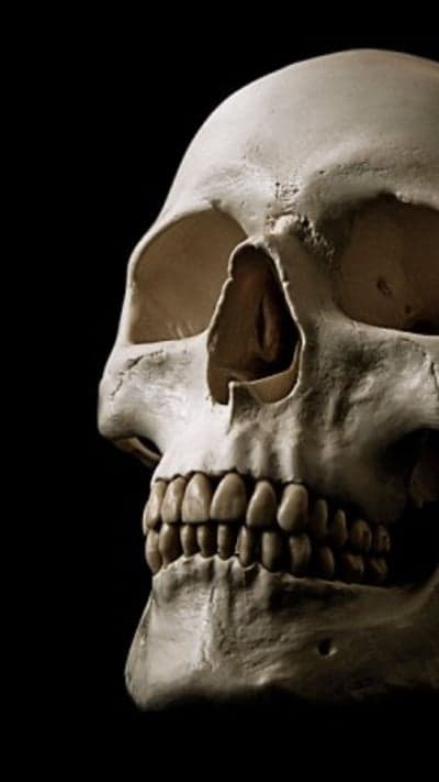 Close-up Side Profile of a Human Skull