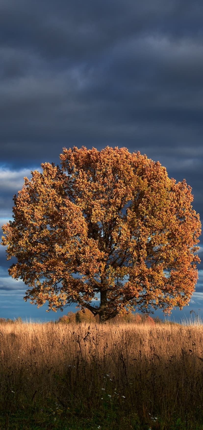 Oak tree with vibrant orange autumn leaves stands in a golden field beneath dark, heavy storm clouds.
