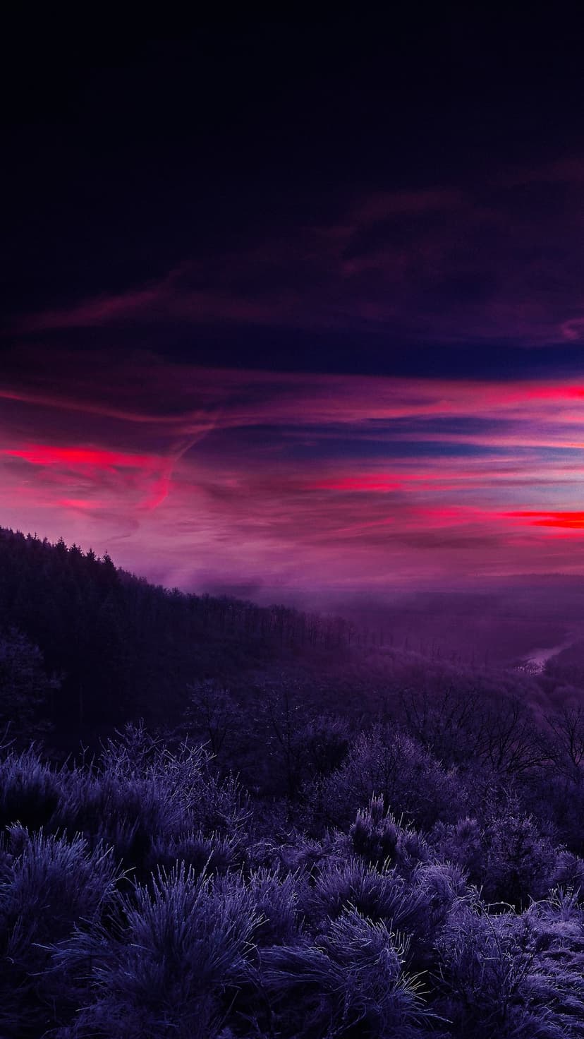 Misty mountain peaks rise behind silhouetted pine trees under a vibrant purple and red streaked sunset sky.