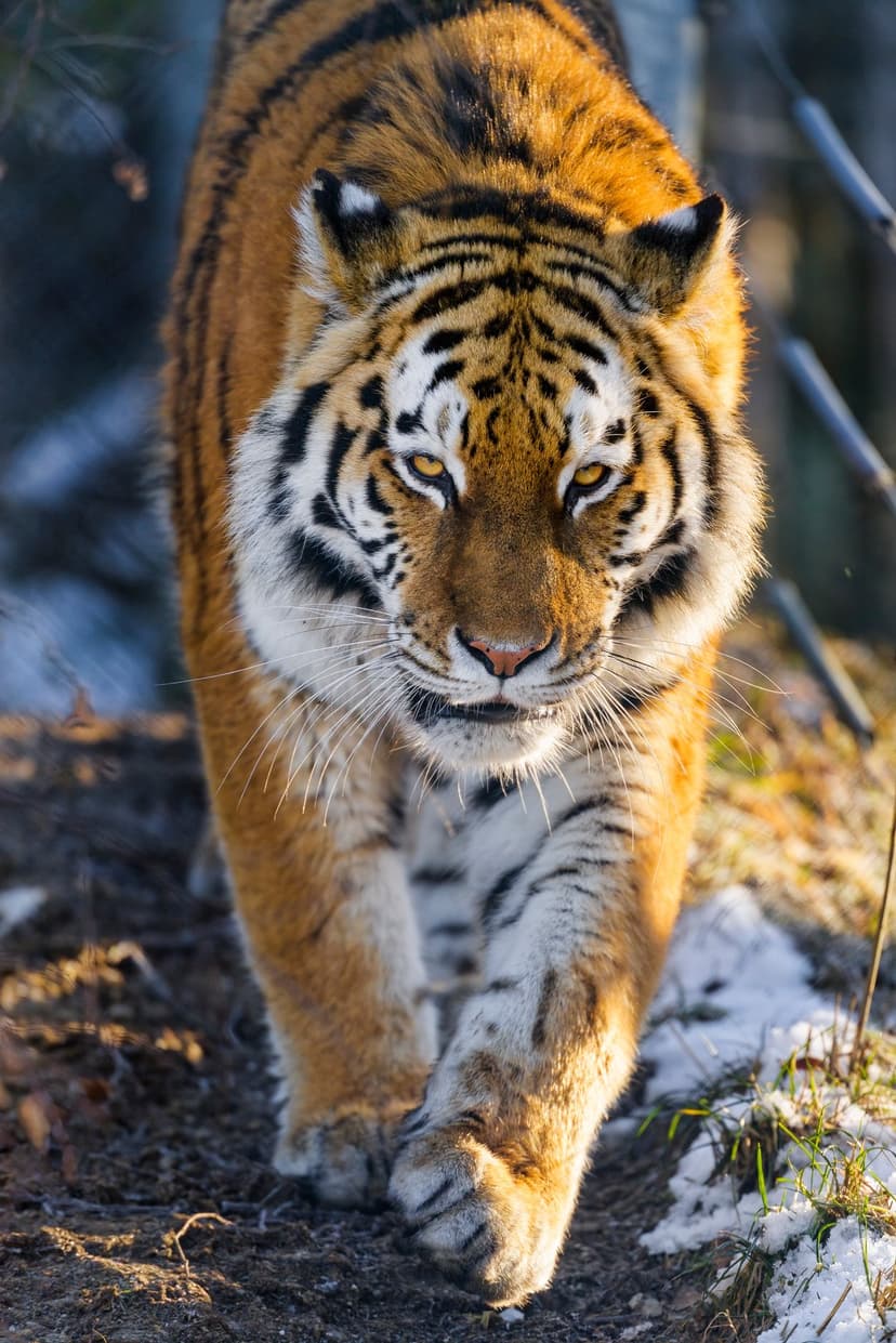 Siberian tiger with yellow eyes stalks forward on a snowy path with dry leaves and a soft blurred background.