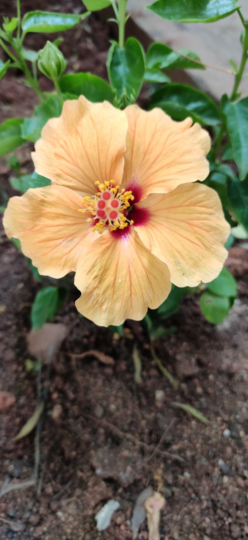 Peach hibiscus flower with a dark red center and yellow stamen sits atop dark soil and green garden leaves.