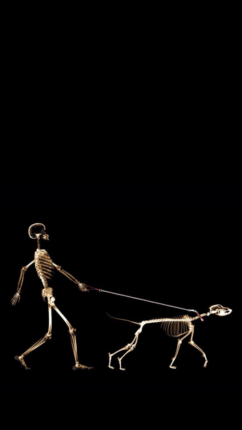 Human skeleton holding a leash to a dog skeleton, both glowing white against a solid black background.
