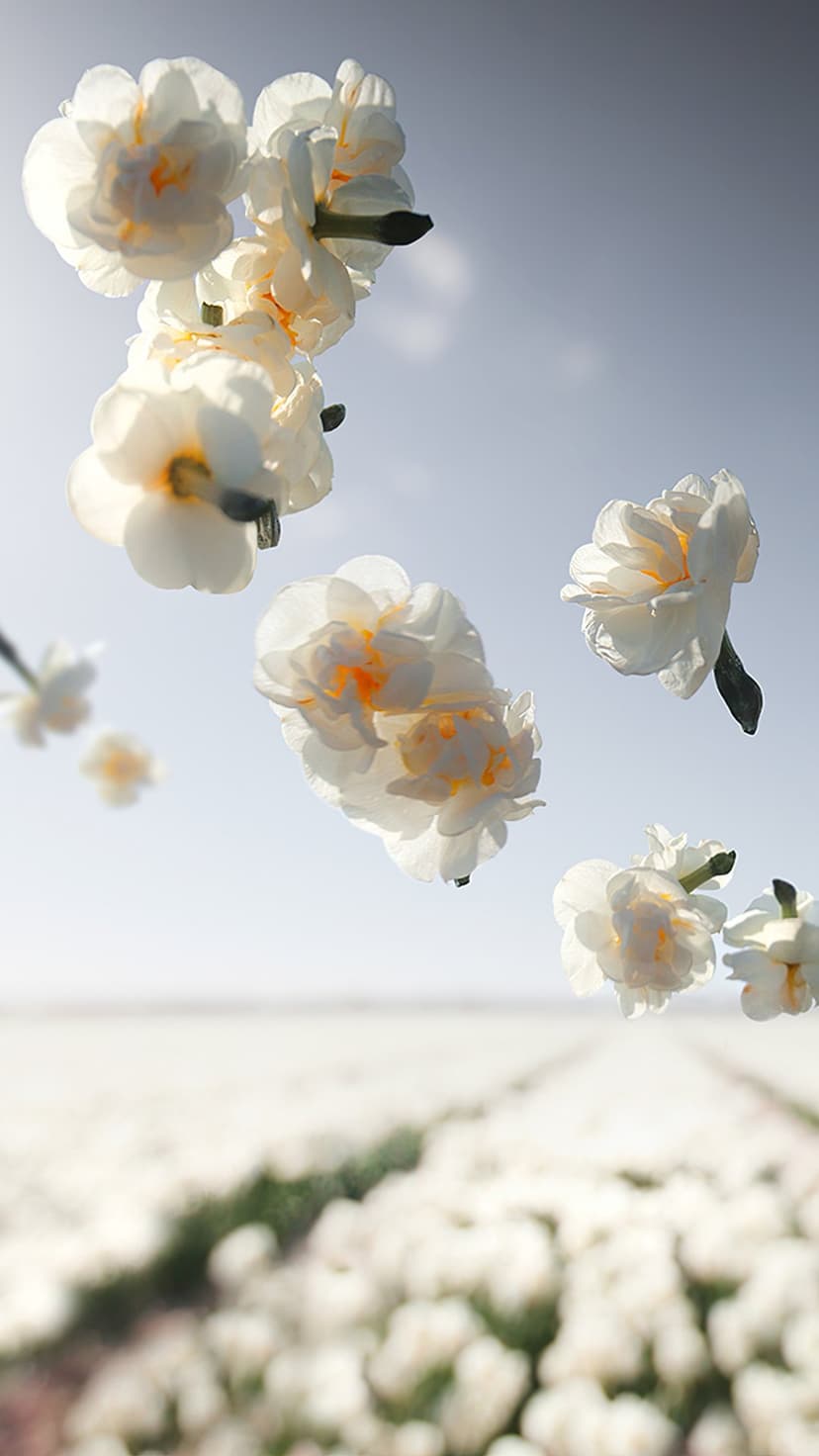 White narcissus flowers float in a light blue sky above a blurred floral meadow in a vertical composition.