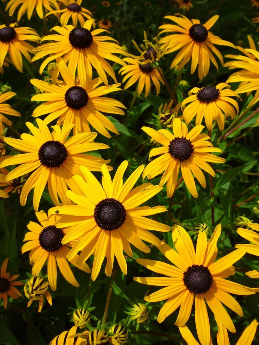 Black-Eyed Susan flowers with bright yellow petals and dark brown centers grouped among green leaves in sunlight.