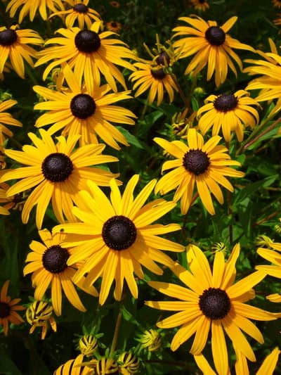 Golden Black-Eyed Susan Blooms Mobile Phone Wallpaper