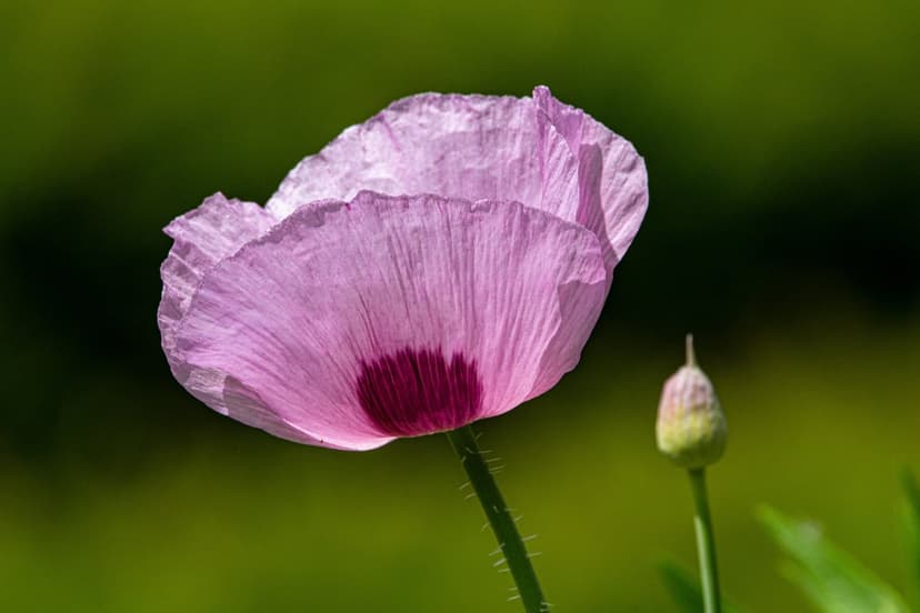 Pink poppy flower with translucent petals and a dark center stands beside a small bud in a green garden.