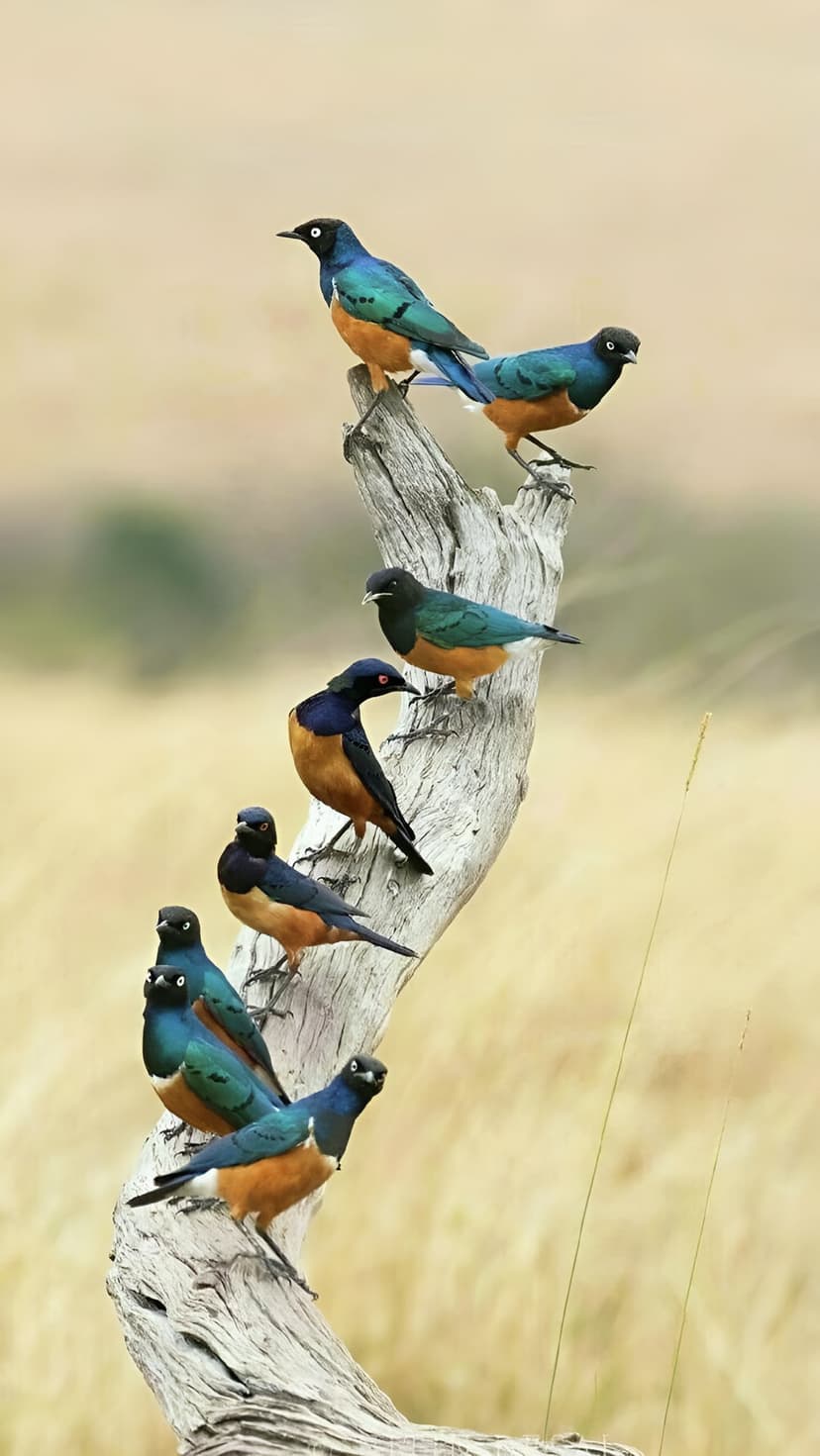 Starlings with iridescent blue and orange feathers perch on a dry tree branch against a blurred gold background.