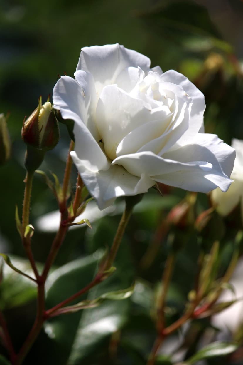 White rose in full bloom with surrounding green buds and soft-focus garden foliage under bright natural light.