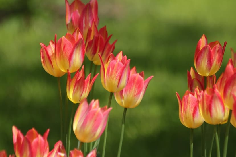 Red and yellow variegated tulips bloom against a soft green blurred background in a bright outdoor flower garden.