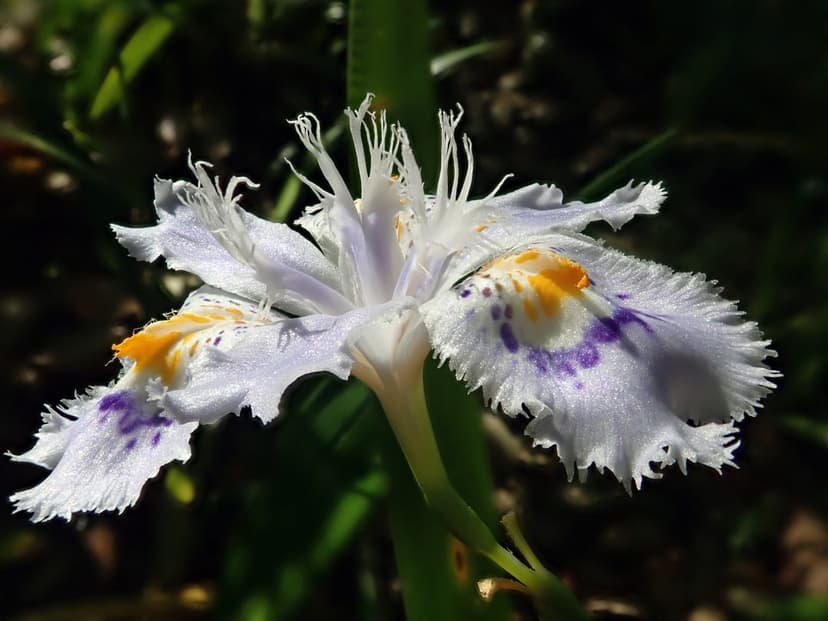 White Japanese Iris flower featuring purple veins and yellow centers against a dark green blurred background.
