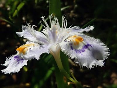 Delicate White Iris Flower with Purple and Yellow Markings