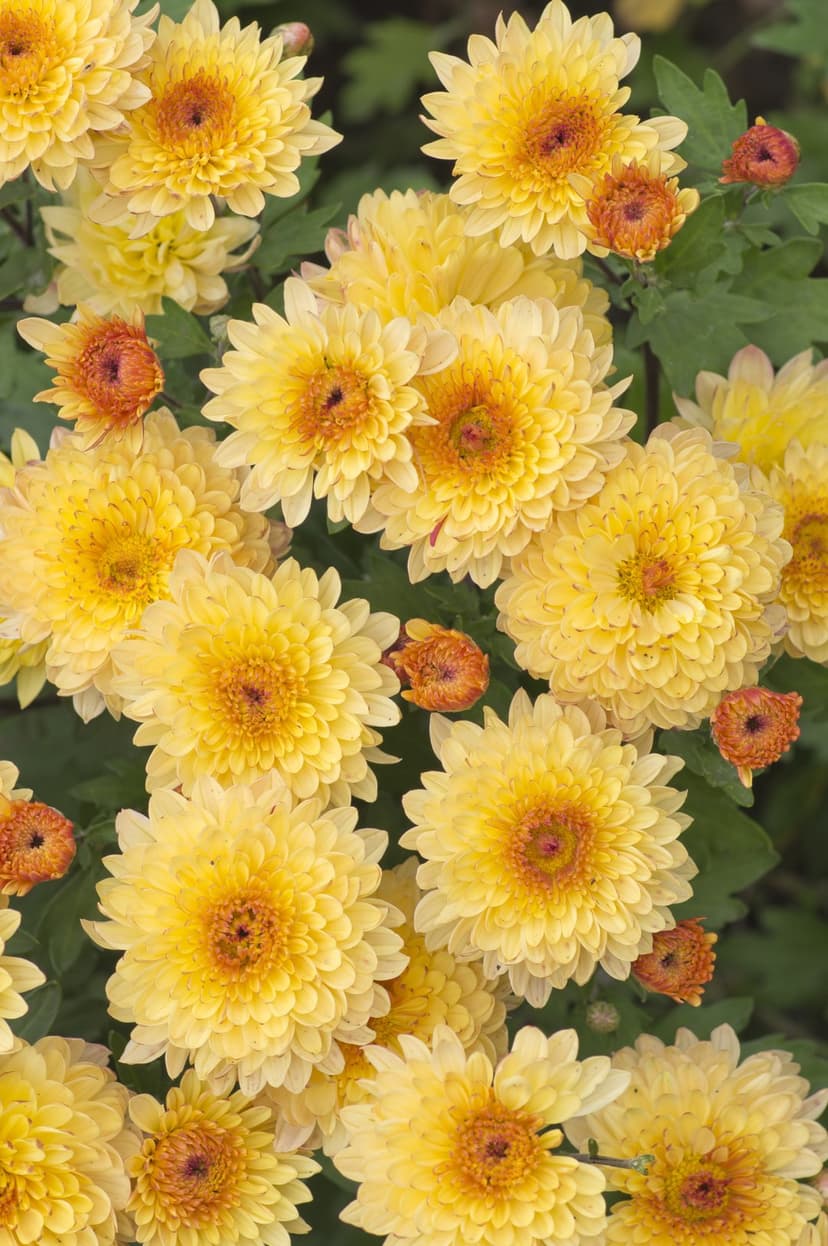 Yellow chrysanthemum flowers with ruffled petals and orange centers grouped against a blurred green background.