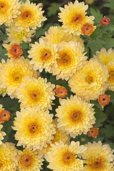 Bright yellow chrysanthemum flowers with orange centers