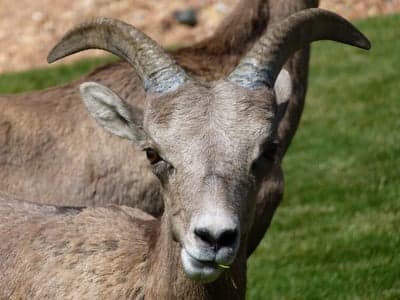 Rocky Mountain Bighorn Sheep Ram Vertical Wallpaper