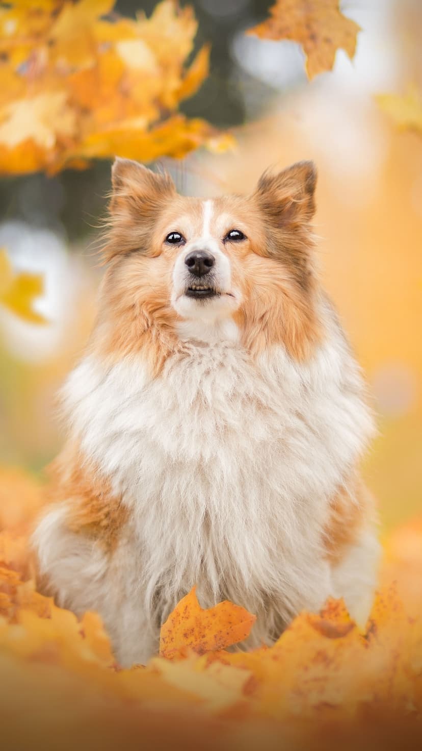 Reddish-brown dog with an attentive expression sits in a thick pile of orange and golden autumn maple leaves.
