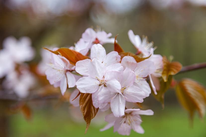 Pink cherry blossoms and coppery leaves bloom on a branch with a blurred green backdrop in portrait orientation.