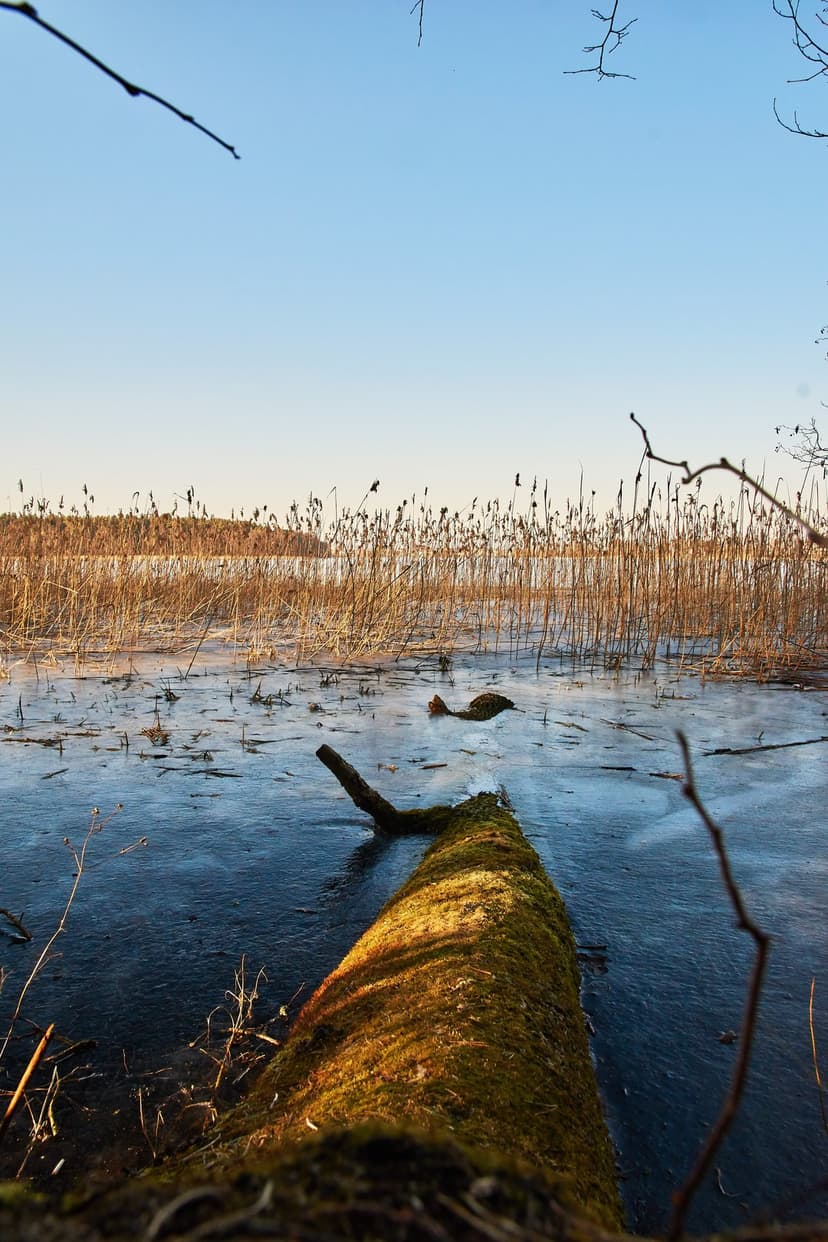 Mossy log on a frozen lake at sunset with silhouetted reeds and a small bird against a clear blue sky.
