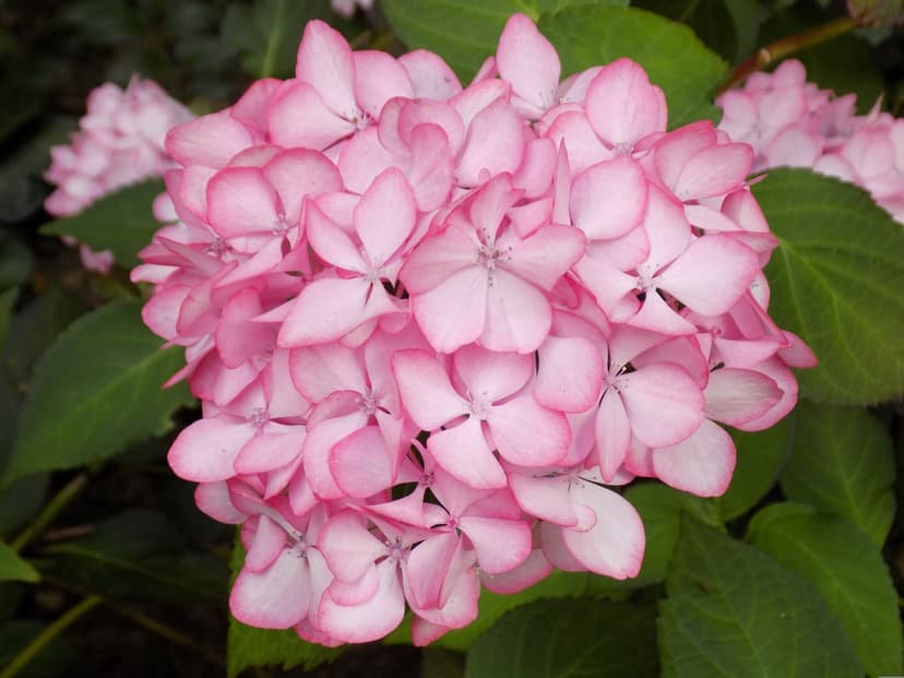 Pink hydrangea petals with star-shaped stamens and soft gradients layered against lush green garden leaves.