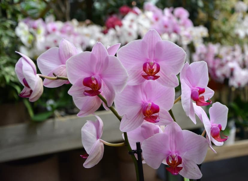 Light pink orchids with fuchsia centers bloom on a stem against a soft-focus botanical garden background.