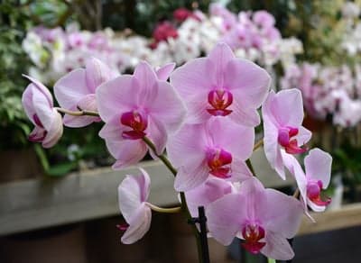 Elegant Pink Phalaenopsis Orchid Vertical Phone Wallpaper