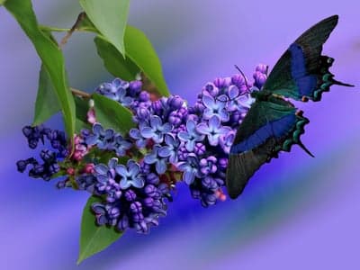 Blue Striped Butterfly on Purple Lilacs Mobile Background