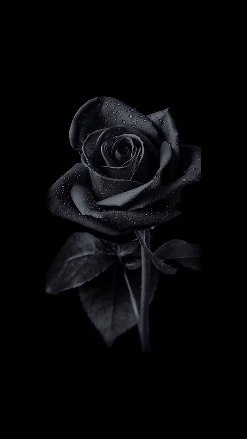 Black rose with glistening water droplets on its velvet petals against a solid dark background in portrait mode.