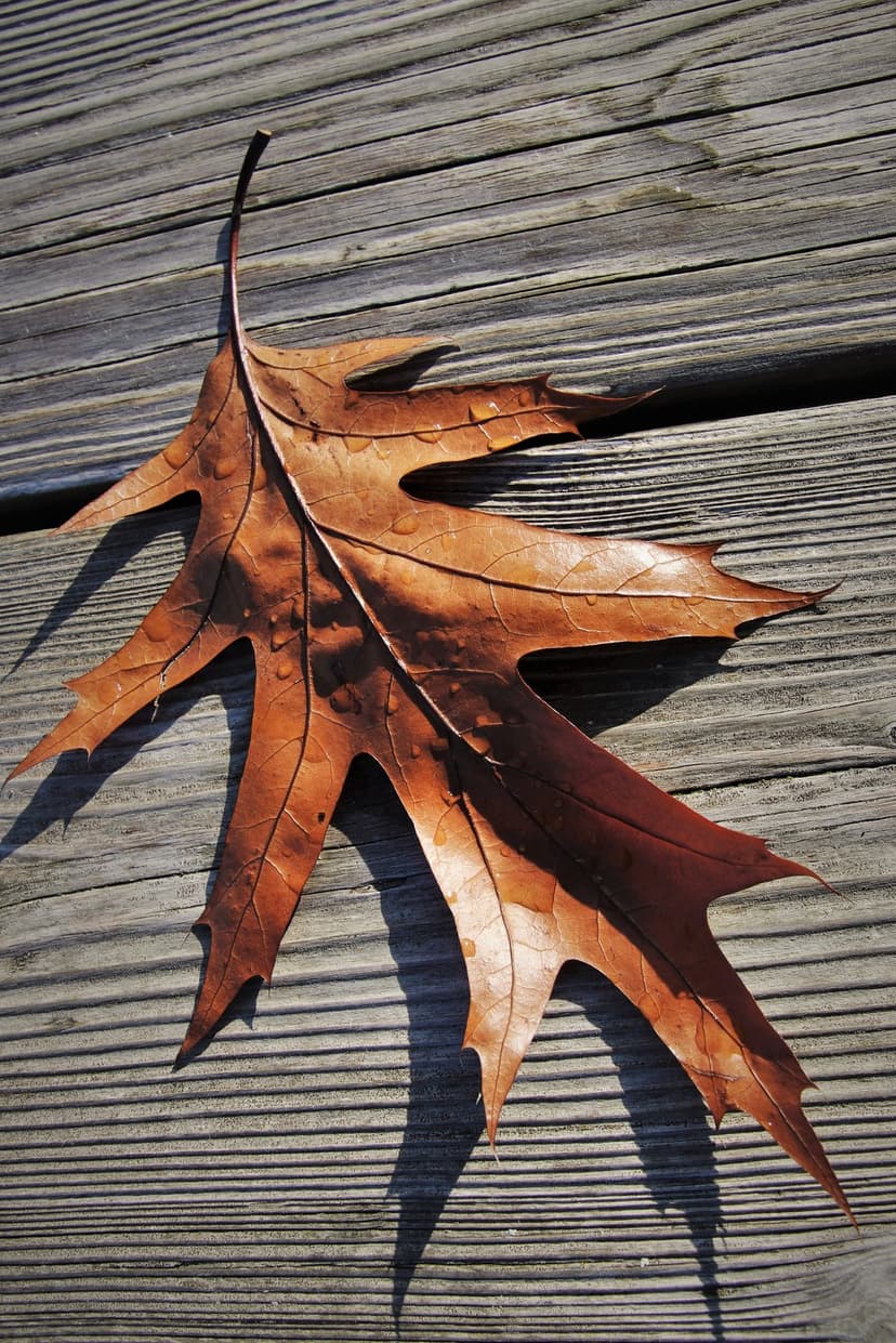 Brown oak leaf with intricate veins lies on weathered gray timber planks under bright directional sunlight.