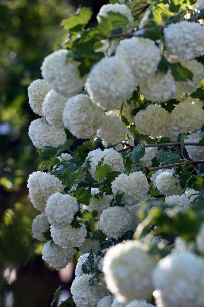 White hydrangea flower clusters with delicate petals illuminated by warm sunlight filtering through green leaves.