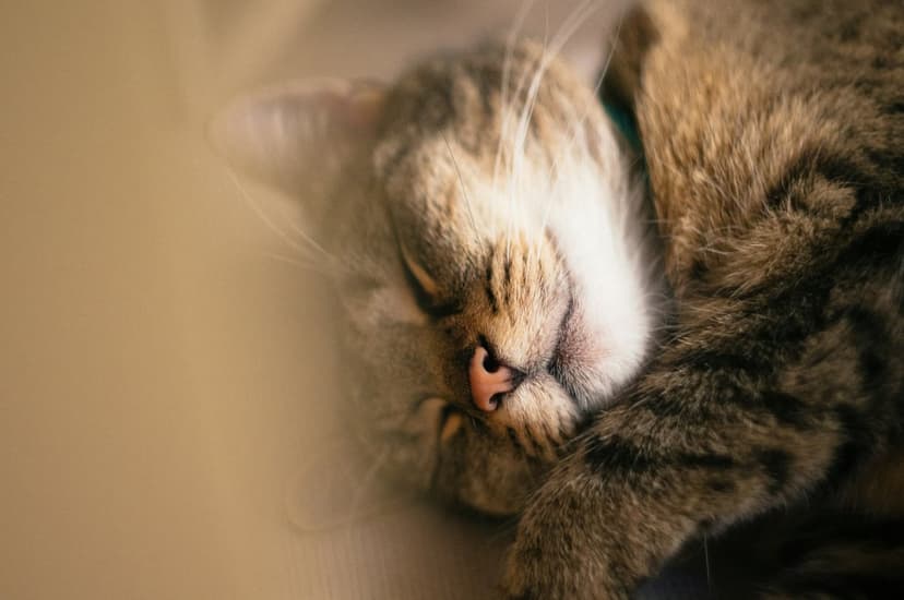 Tabby cat sleeping with its face tucked into its paws, showing soft fur and whiskers in warm, glowing light.