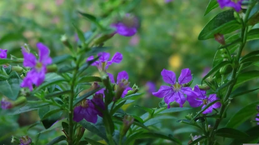 Purple five-petal wildflowers bloom closely against a blurred background of green stems and leafy garden foliage.