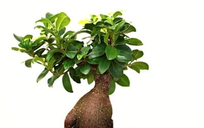 Ginseng Ficus Bonsai Tree Green Leaves White Background