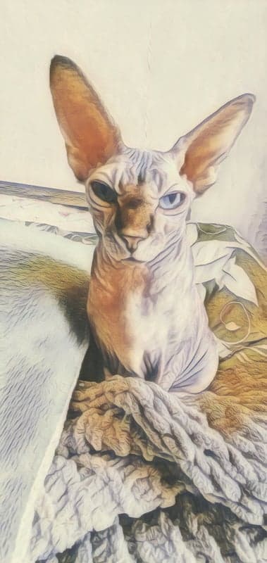 Sphynx cat with striking blue eyes on a textured bed