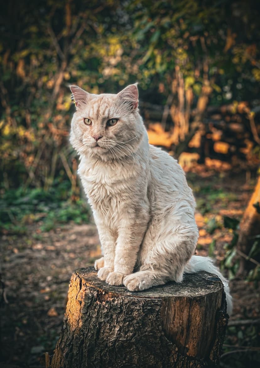 Fluffy light-colored cat with green eyes sits on a weathered tree stump amidst blurred golden autumn foliage.