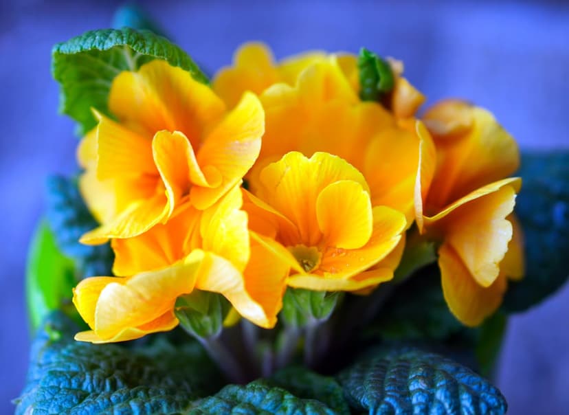 Yellow primrose flowers with textured petals and green leaves appear against a soft, diffused blue background.